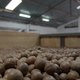 Umati Capital’s technology helps macadamia nut farmers receive fair payment.